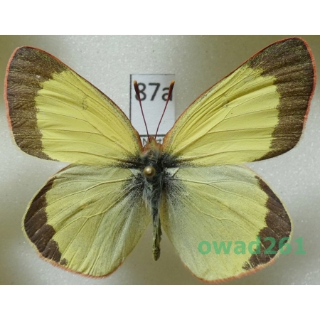 Colias pelidne Boisduval & Leconte, 1830 male Canada87a
